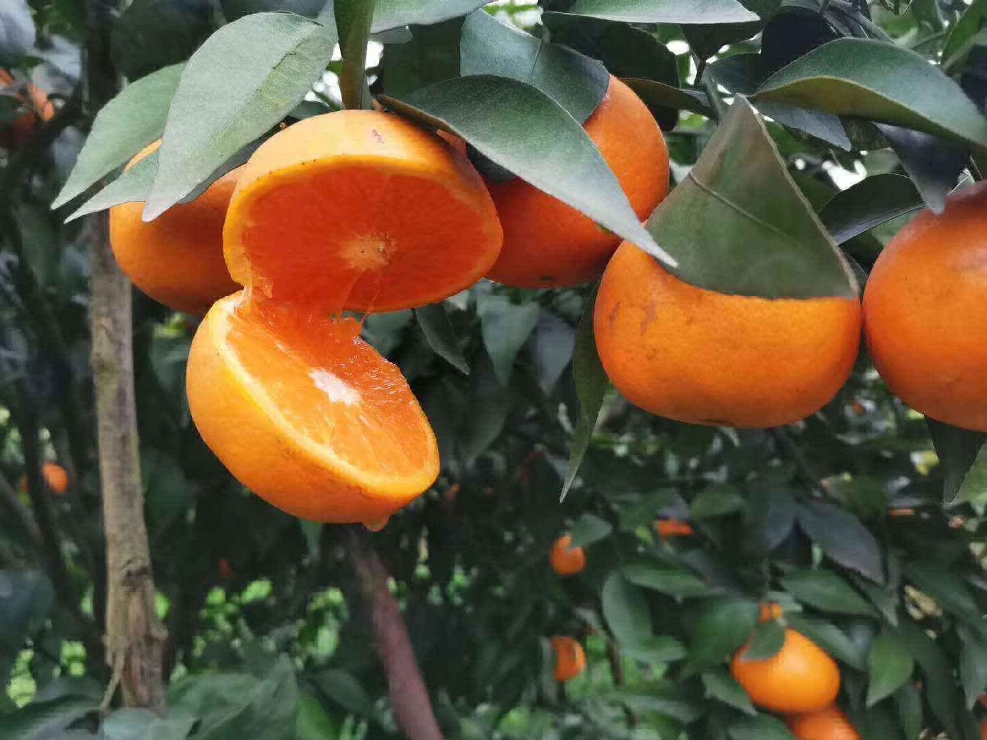 無籽沃柑