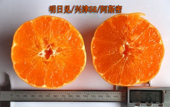 明日見(jiàn)（阿斯蜜）