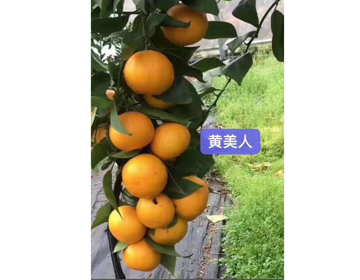 黃美人（最新品種）