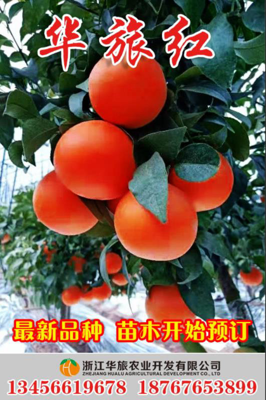 華旅一號（最新品種）