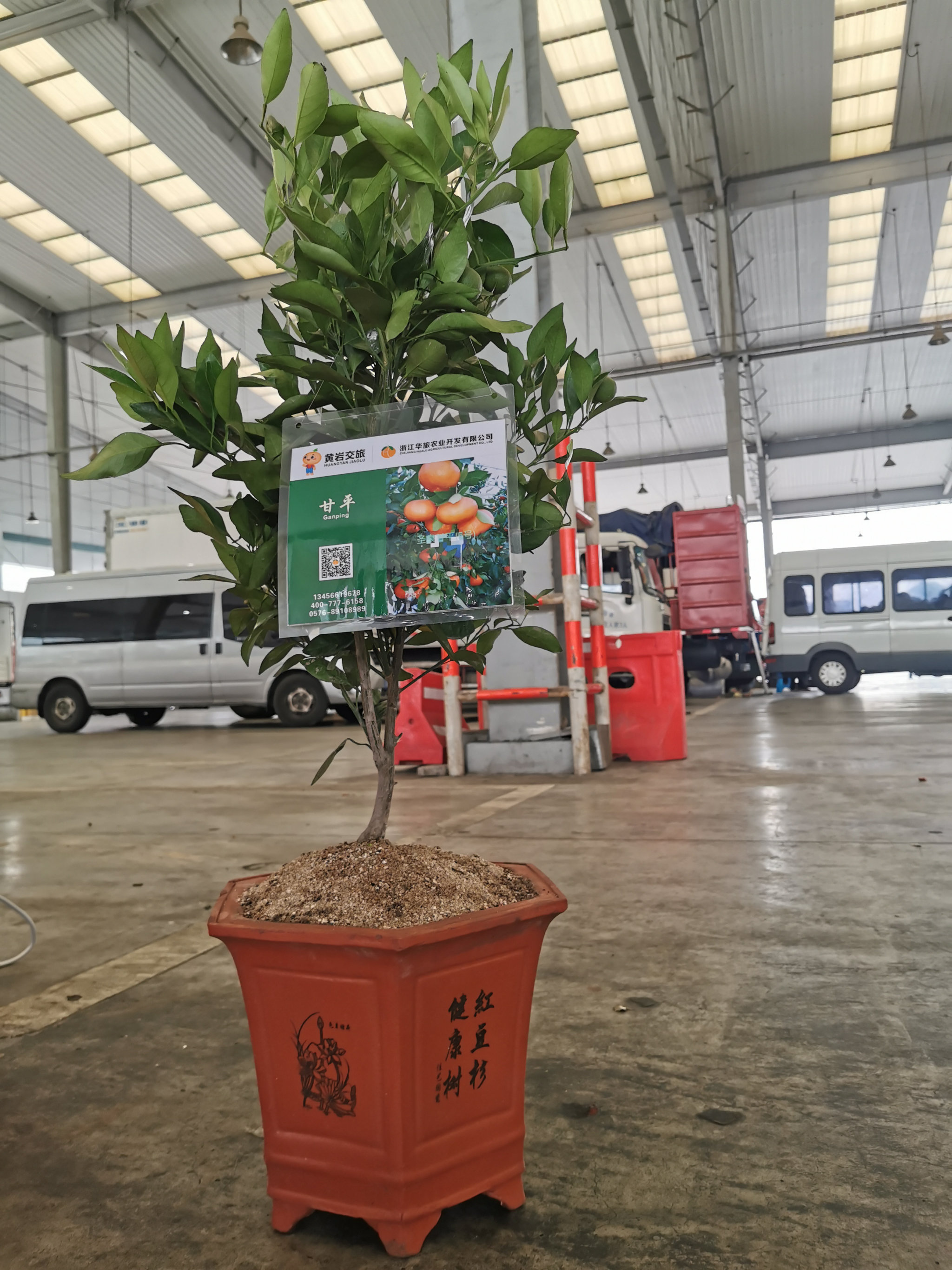 華旅一號（最新品種）