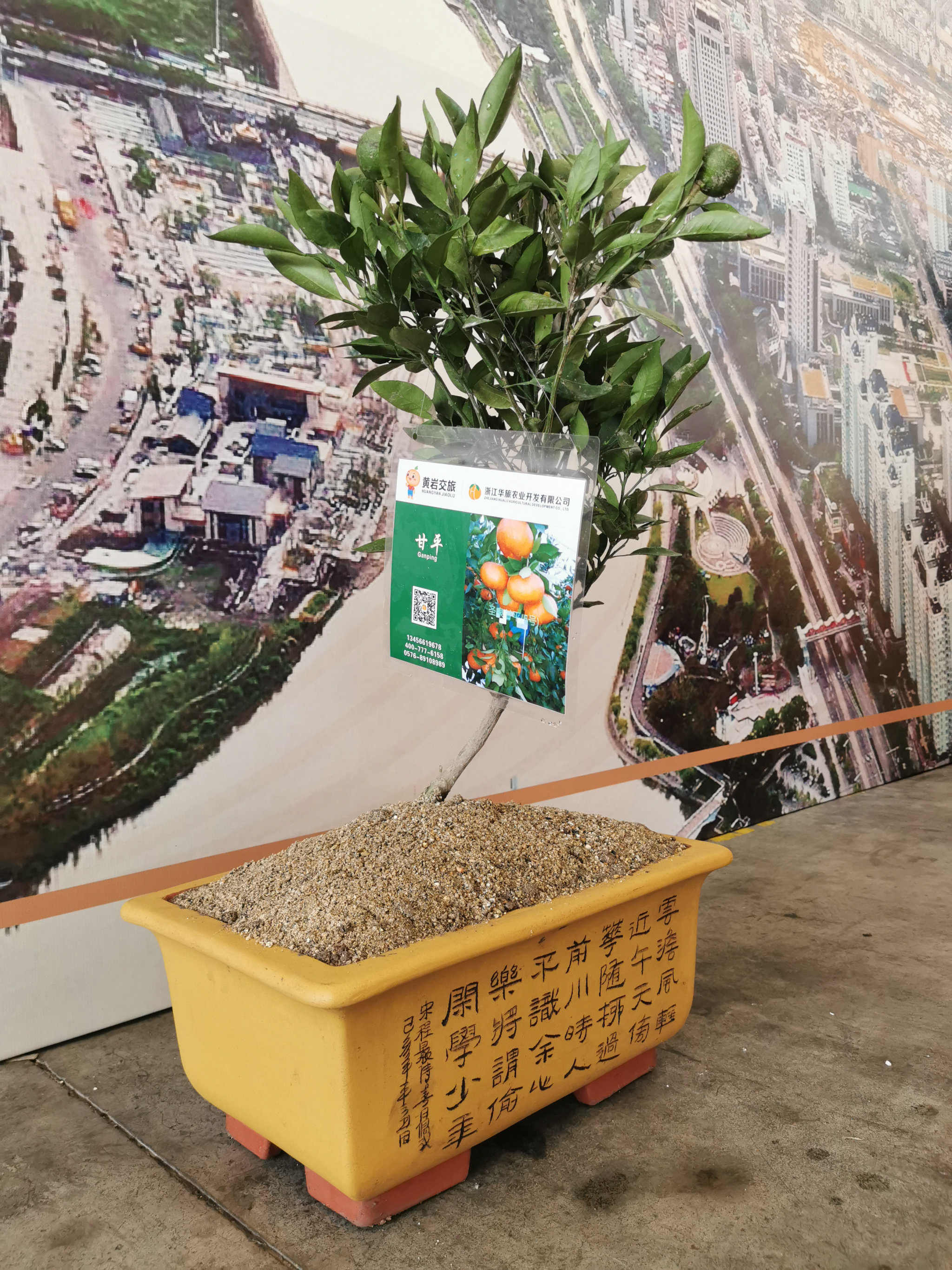 華旅一號（最新品種）
