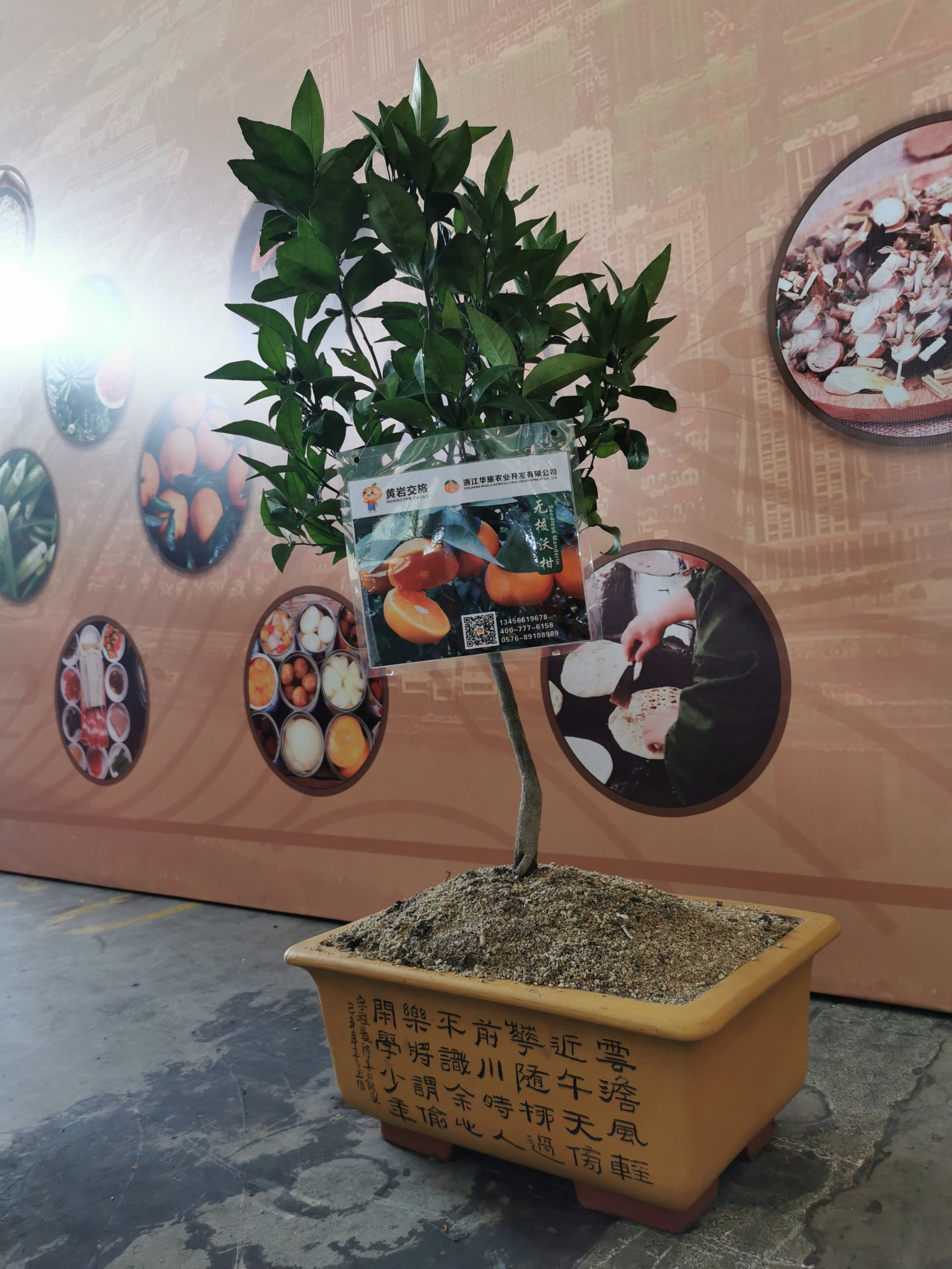 華旅一號（最新品種）