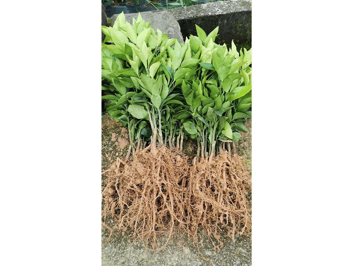 紅美人小苗